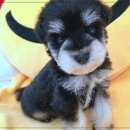 펫365 강아지분양 고양이분양 전주본점 | 전주 펫365에서 강아지분양과 고양이분양, 전문 상담으로 안심하세요!