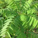 참중나무 이미지