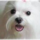 안녕하세요 이미지