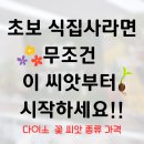 만수국 | 다이소 씨앗 종류 추천 우리집 베란다도 들꽃감성 충만