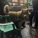 당진냉면갈비