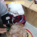 아뮤펫 이미지