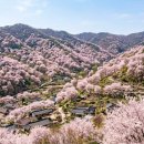 금강보신삼계탕 | 금산 보곡산골 산벚꽃 축제 봄 당일치기 완벽 정리