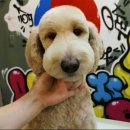 도그핏애견샵 이미지