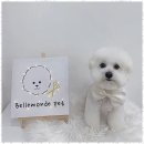 강아지집 미용실 이미지