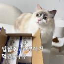 고양이습식캔사료 쉐지애 농어 참치 쌀밥 기호성좋은 사료 혼합식 급여하는 이유