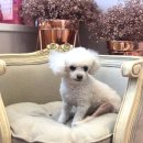 서현동물병원 이미지