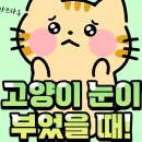 87. 고양이 정보(눈이 부었을때) 이미지