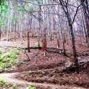 상관 공기마을 편백숲 이미지