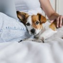 정겨운동물병원 이미지