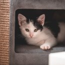 (주)펫코 | 고양이 스트레스? 철제 캣타워로 해결하는 방법