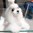 미쓰멍 이미지