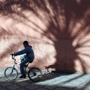 여행하는 나무 이미지