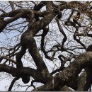 영풍 병산리 갈참나무 이미지