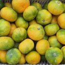 귤하우스 이미지