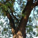 배화여자대학교 회화나무 이미지