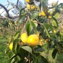 일품농장 이미지