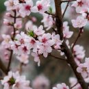 봄! 꽃구경 하세요^^ (3월말, 4월초 촬영) 이미지