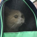 하이캣 | 인천 부평 삼산동 고양이 무마취 미용 잘하는 곳 하이캣 고양이 전체미용 목욕 솔직후기 (최고)