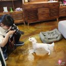 미미네 애견미용실 | 배냇미용 맛집 연희동 미미네에서 울 강아지 첫 애견미용한 날!