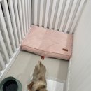 땡큐 베리 도그 이미지