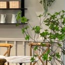 피스피스 이미지