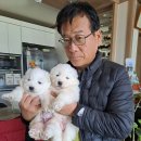 사모예드강아지 쑥쑥끄네요 이미지