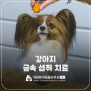 마음반려 동물의료원 | 권선구동물병원 강아지 혈변 원인 이물질 먹었을때 금속섭취 [마음반려동물의료원]