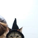 고양이 미용& 호텔 우연히, 캣 이미지