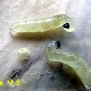 한국춘란(韓國春蘭) 배양의 난제 병해충06/작은뿌리파리(난식병165) 이미지