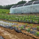 금비농장 이미지