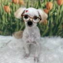 코지그루밍 이미지