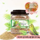 버디