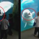 아이들 놀래키는 장난스런 벨루가? 화가 난 벨루가?? 이미지