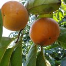 부유농장 이미지