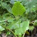 알로카시아 마크로리조스(Alocasia macrorrhizos) 이미지