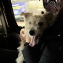 박물관옆동물병원 이미지