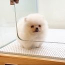 퍼피힐 강아지분양 이미지