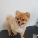 보리커트샵 네이버블로그