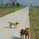 똥강아지 이미지