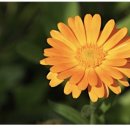 메리골드 이미지