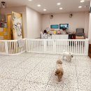 킁킁멍멍 이미지