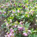 바위섬소도 이미지