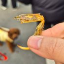 자운두부 | 파주 가볼 만한 곳, 경기도 축제 파주장단콩축제 2025후기