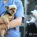 굿파파24시 반려동물 건강검진센터 이미지