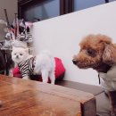 댕청댕청