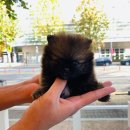 벧엘애견 이미지