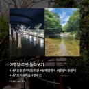청아편백