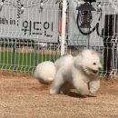 댕댕이