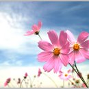 푸른하늘 이미지